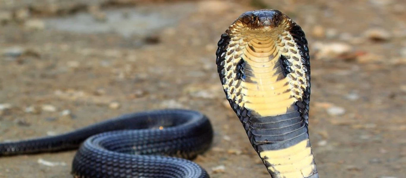 Βασιλική κόμπρα επιτέθηκε σε σαύρα αλλά... το μετάνιωσε! (βίντεο)